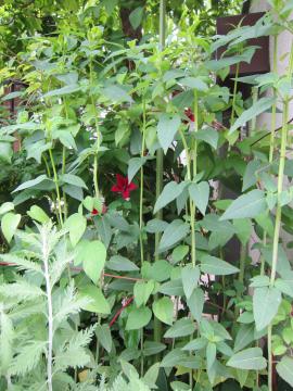 �x���K���b�g