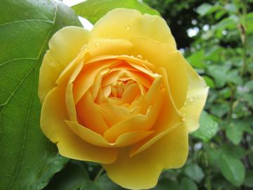 �O���n���g�[�}�X