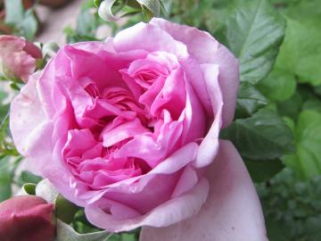 �{���o�h�[��