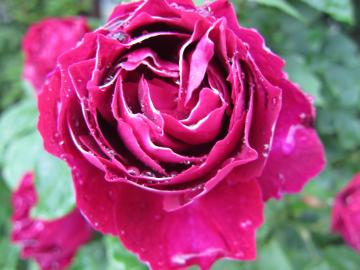 �W���[�h�o����