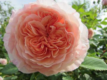 �E�C���A�������X