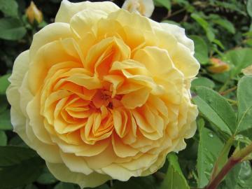 �e�C�W�i�O�W���[�W�A