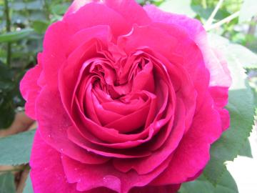 �G���f�B�[�u���X�E�G�X�g