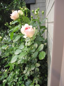 �s�G�[���h�����T�[�� 