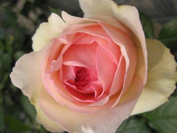 �s�G�[���h�����T�[�� 