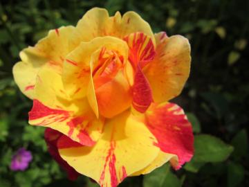 ���[���X���g�����@�t�����`���[�Y