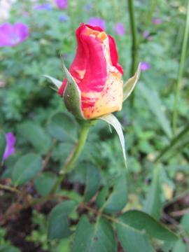 ���[���X���g�����@�t�����`���[�Y