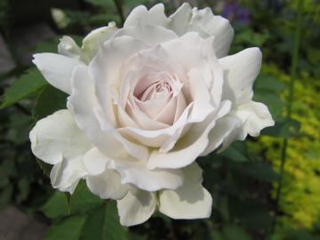 �K�u���G��