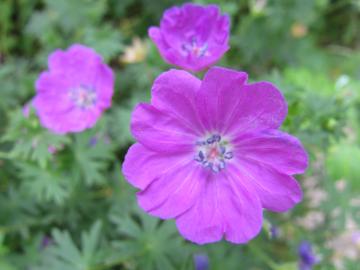 �t�E���\�E