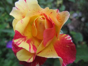 ���[���X���g����