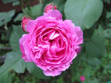 ���B�[�Y�I�f�B�[�G