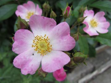 �o�����[�i