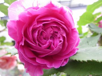 �}�_���C�U�N�y���[��