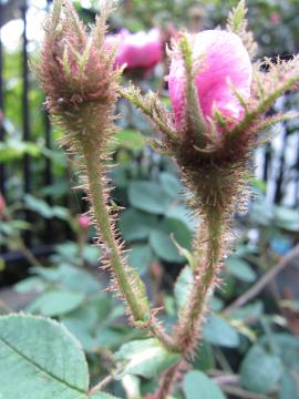 �W�F�[���X�~�b�`�F��