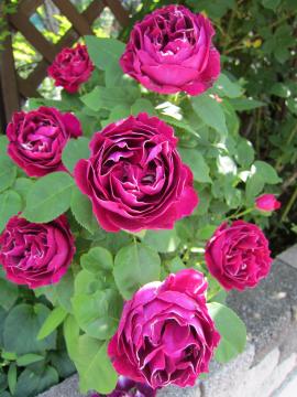 �W���[�h�o����