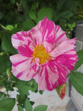 ���T�����f�B�[