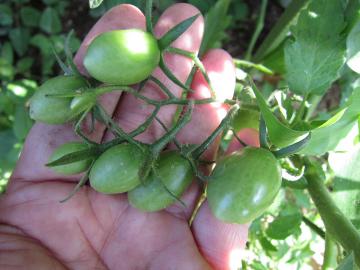 �g�}�g�̎�