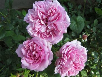 �{���o�h�[��