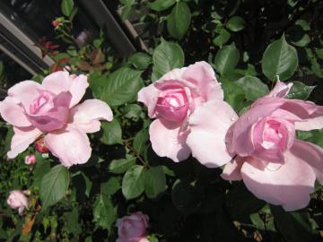 �u���U�[�K�h�t�B�[��