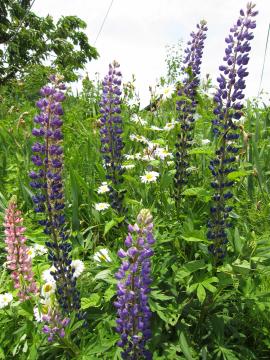 ���R�y��@���Ȃ�@�̃p��