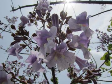 ���R�y��@���Ȃ�@�̃p��