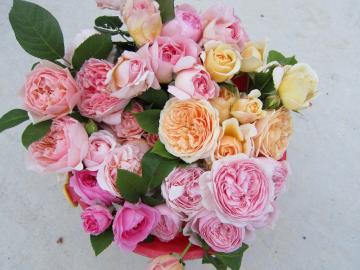 �o�P�c��t���K�N