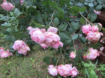 �J���܂��K�N