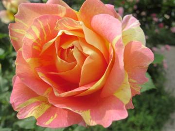 �|�[���E�Z�U���k