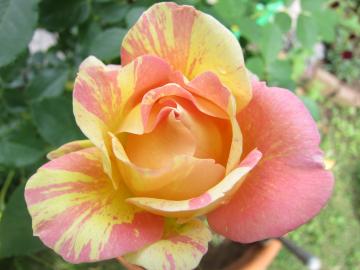 �|�[���E�Z�U���k