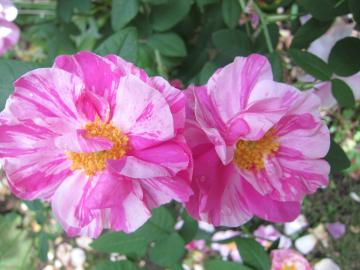 ���T�����f�C�[