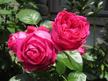 ���[�W���E�s�G�[�������T�[��