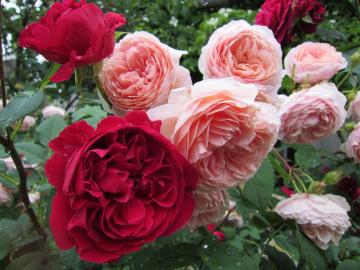 �G���f�B�u���X�E�F�X�g&�E�B���A�������X