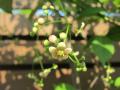 coỉ