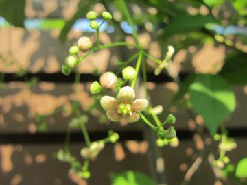 coỉ