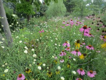 GARDEN SOIL