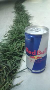 Red  Bull