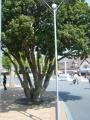 ナガシマ 愛知 三重