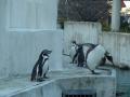 ペンギン