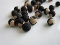 Heart Pea 風船かずらの種