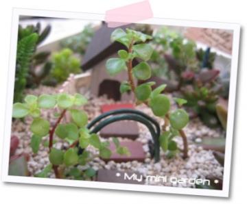 KNA[`IH̃Z_Lтł傤`*