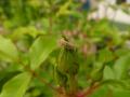 アブラムシハンター ヒラタアブの幼虫
