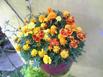 �}���[�S�[���h