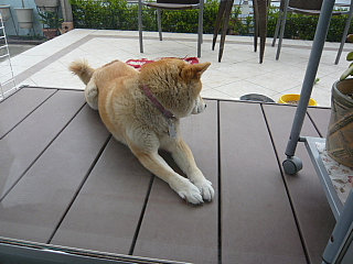 䂸