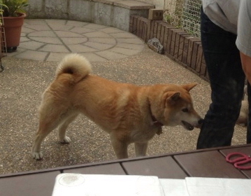 ꂳVłI