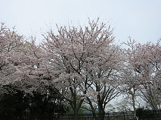 炳