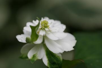 dǂ
