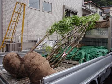 �_�ސ쌧���l�s�ߌ���n��@�K�[�f���H���i�E�����ނ̃E�b�h�f�b�L�A���j�@�F�G�N�X�e���A���l����