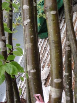 �_�ސ쌧���l�s�ߌ���n��@�K�[�f���H���i�E�����ނ̃E�b�h�f�b�L�A���j�@�F�G�N�X�e���A���l����