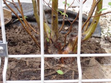 �_�ސ쌧���l�s�ߌ���n��@�K�[�f���H���i�E�����ނ̃E�b�h�f�b�L�A���j�@�F�G�N�X�e���A���l����