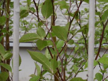 �_�ސ쌧���l�s�ߌ���n��@�K�[�f���H���i�E�����ނ̃E�b�h�f�b�L�A���j�@�F�G�N�X�e���A���l����